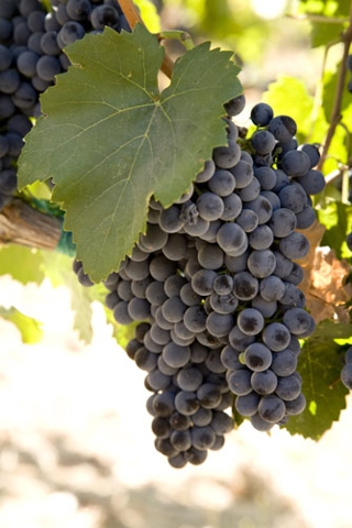 Go Napa Green