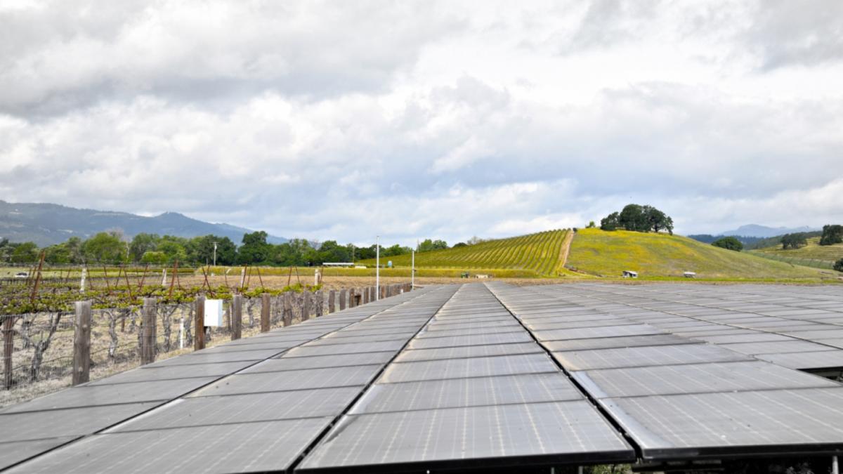 WineInk: Sustainability standards in the wine industry