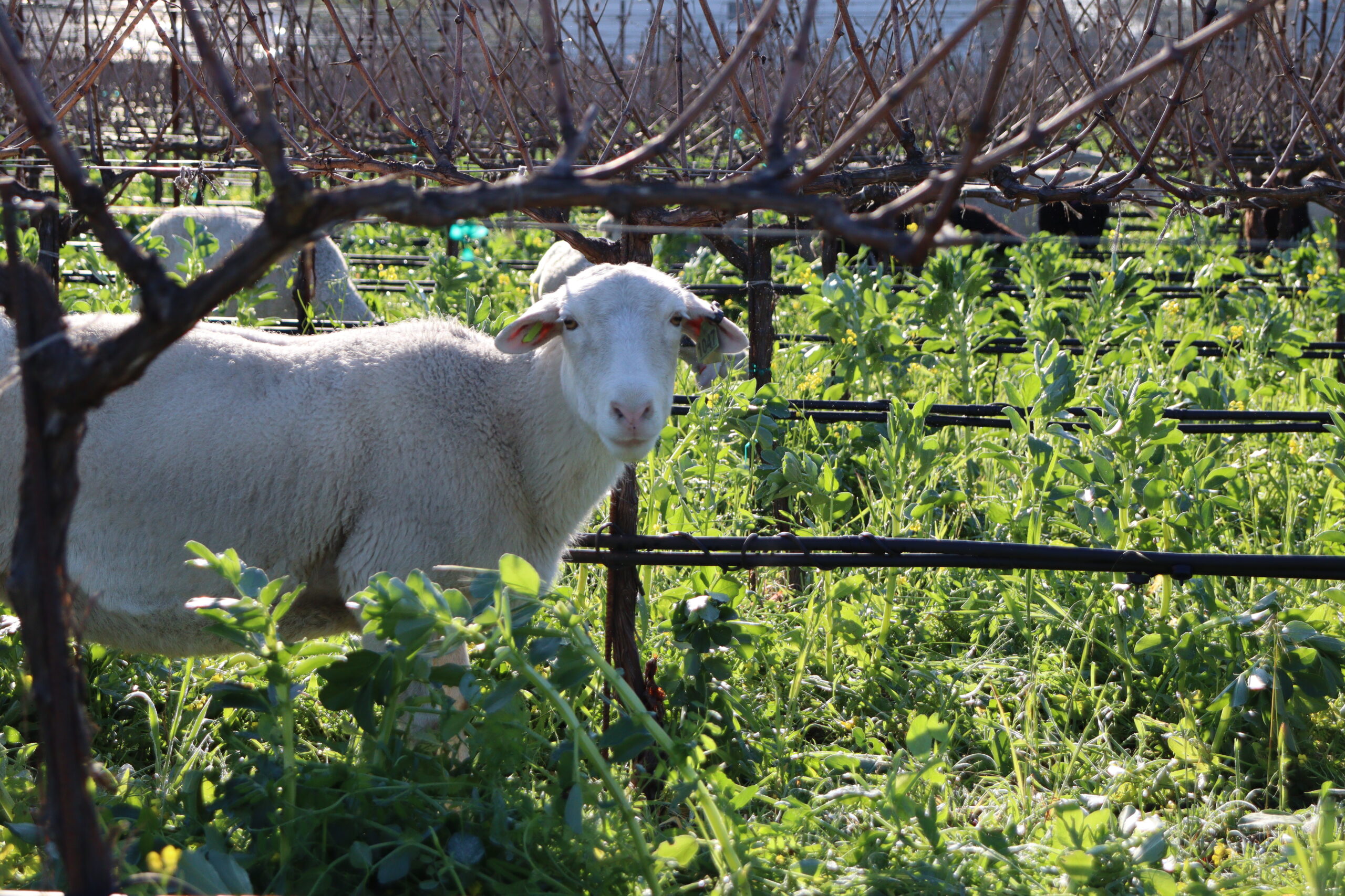 CSWA Sustainable Weed Management