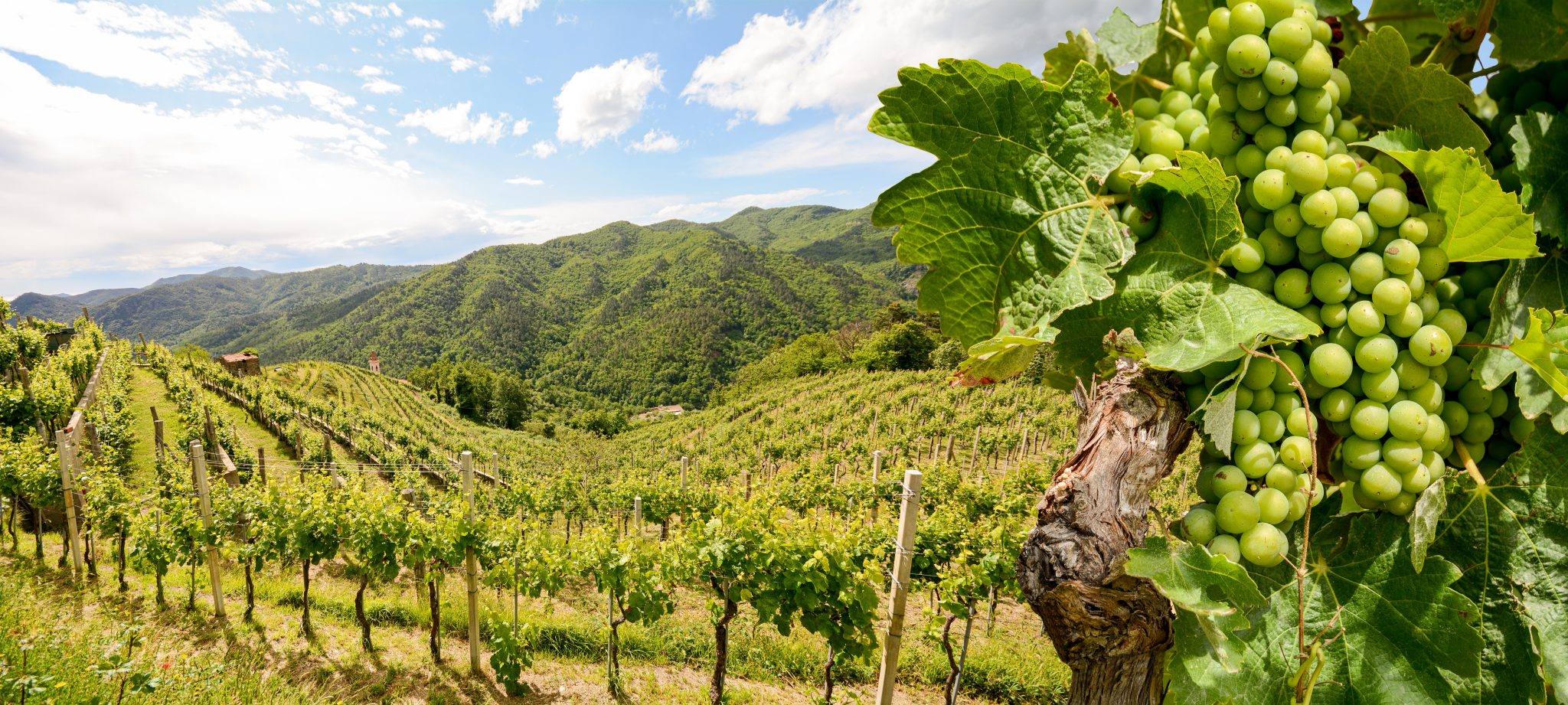 Sustainable Wine Roundtable founded to fight climate change