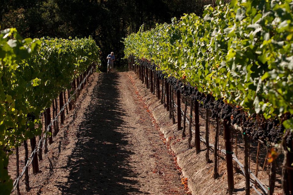 Peter Paul Wines