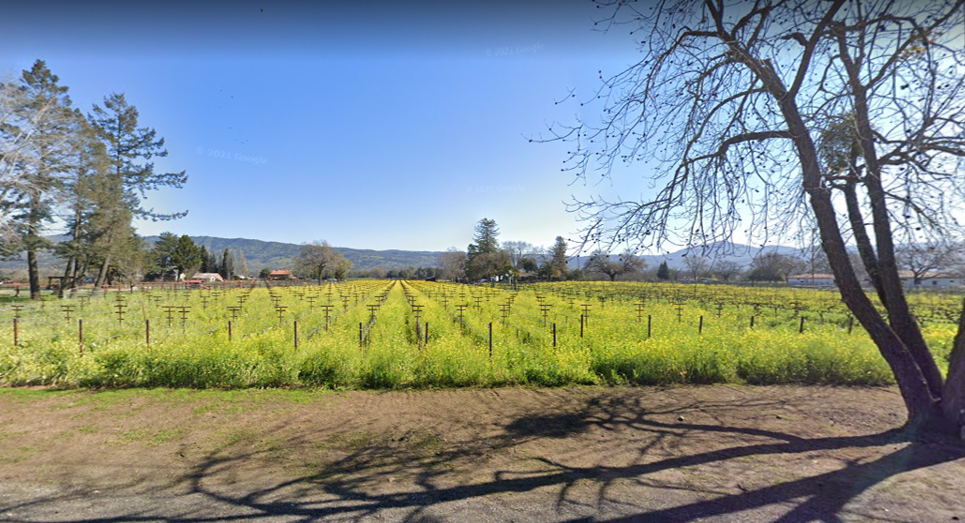 Saltiel Vineyards