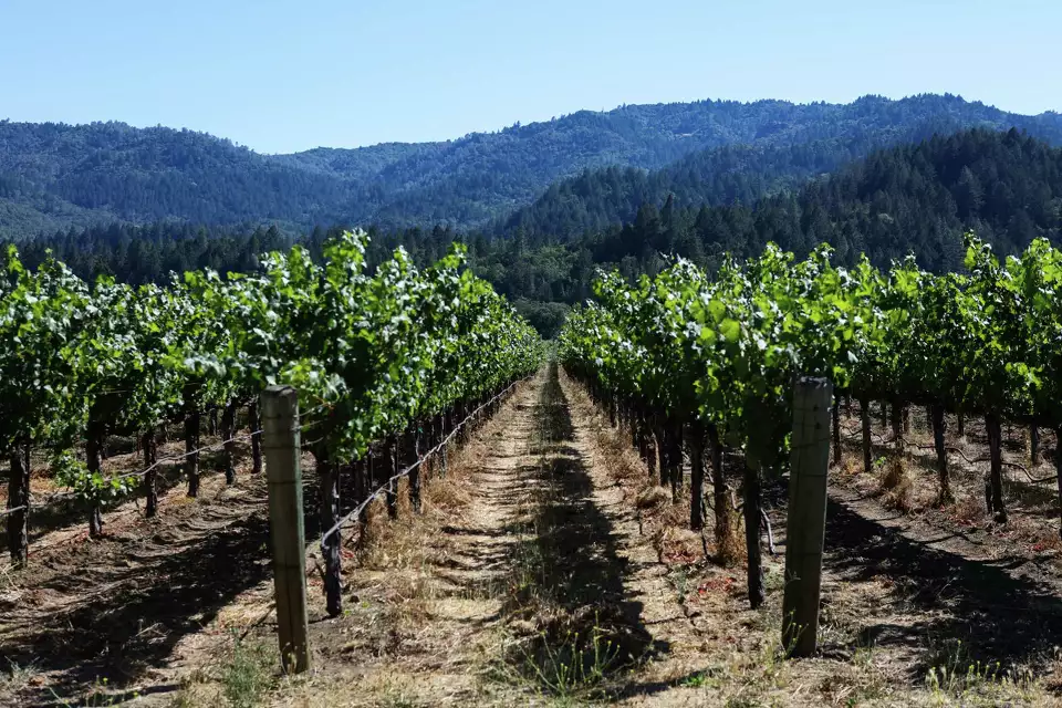 The vineyards at Spottswoode Winery in Napa in 2016.