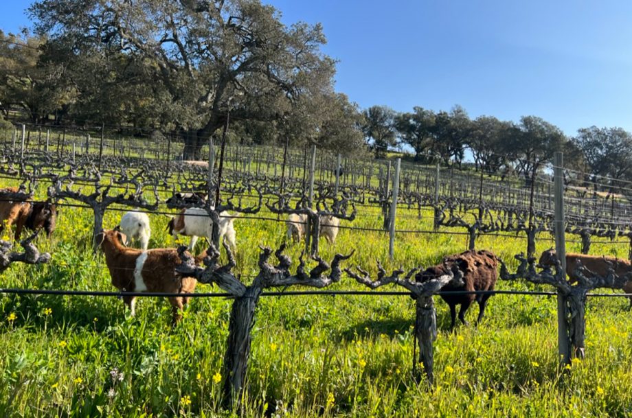 Sheep Grazing at White Rock Vineyards