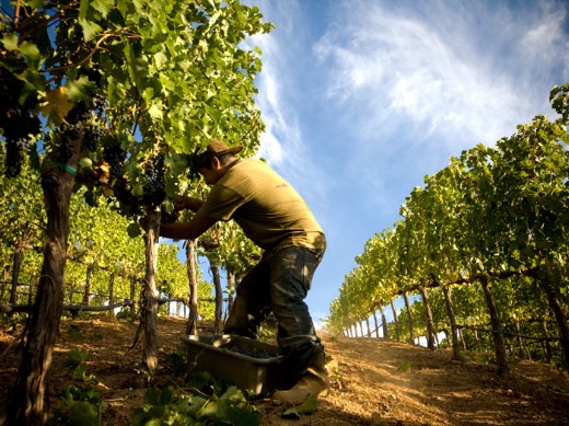Lail Vineyards