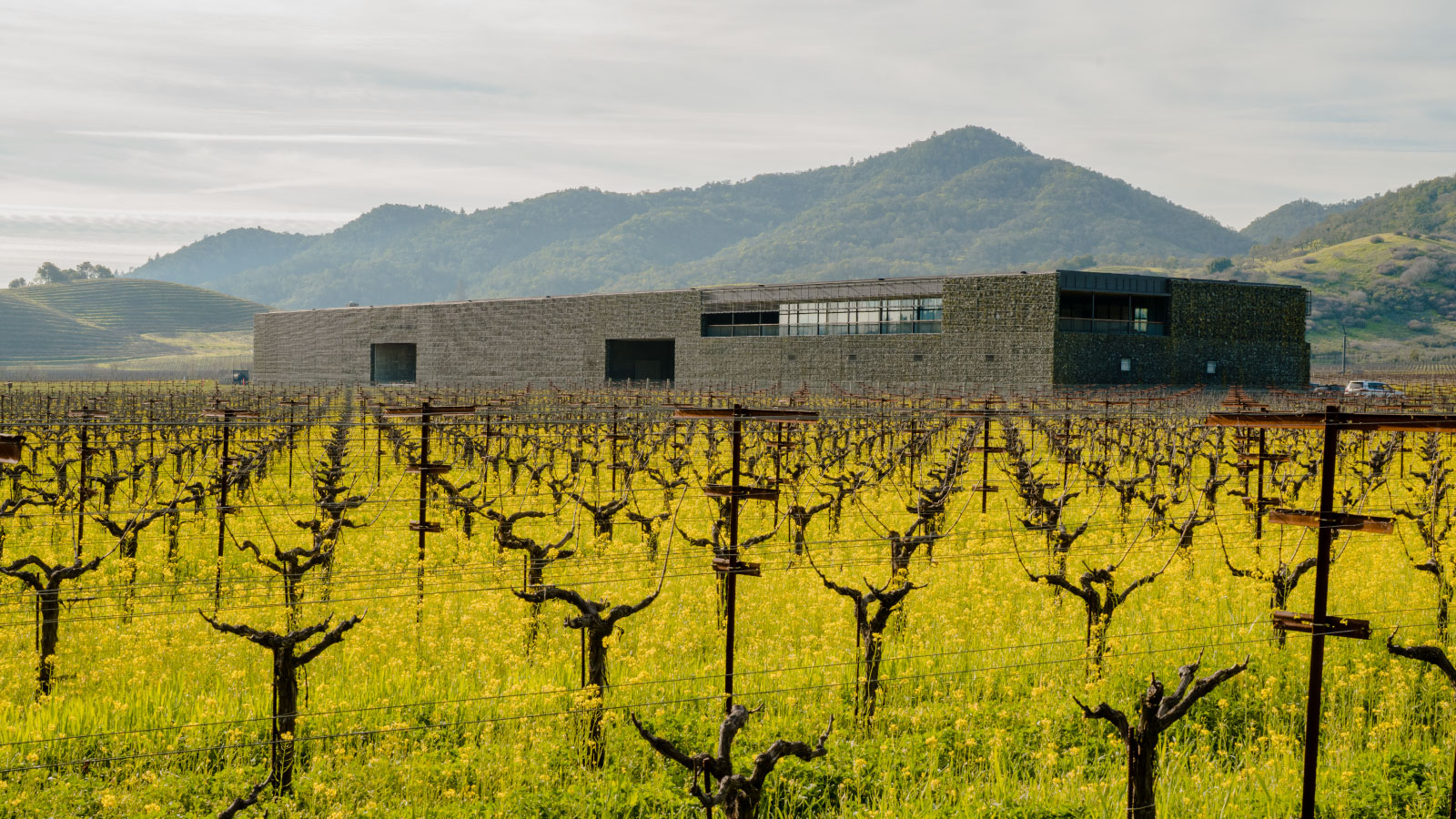 Dominus Estate