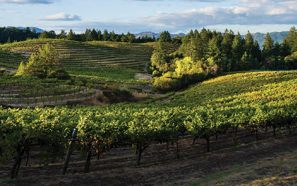 Schweiger Vineyards
