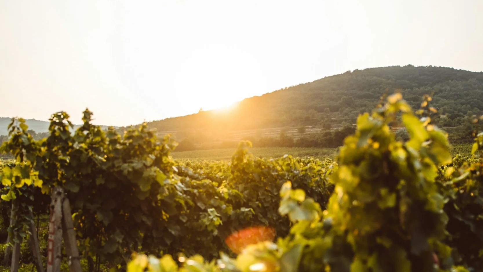 Bianco Winegrowing