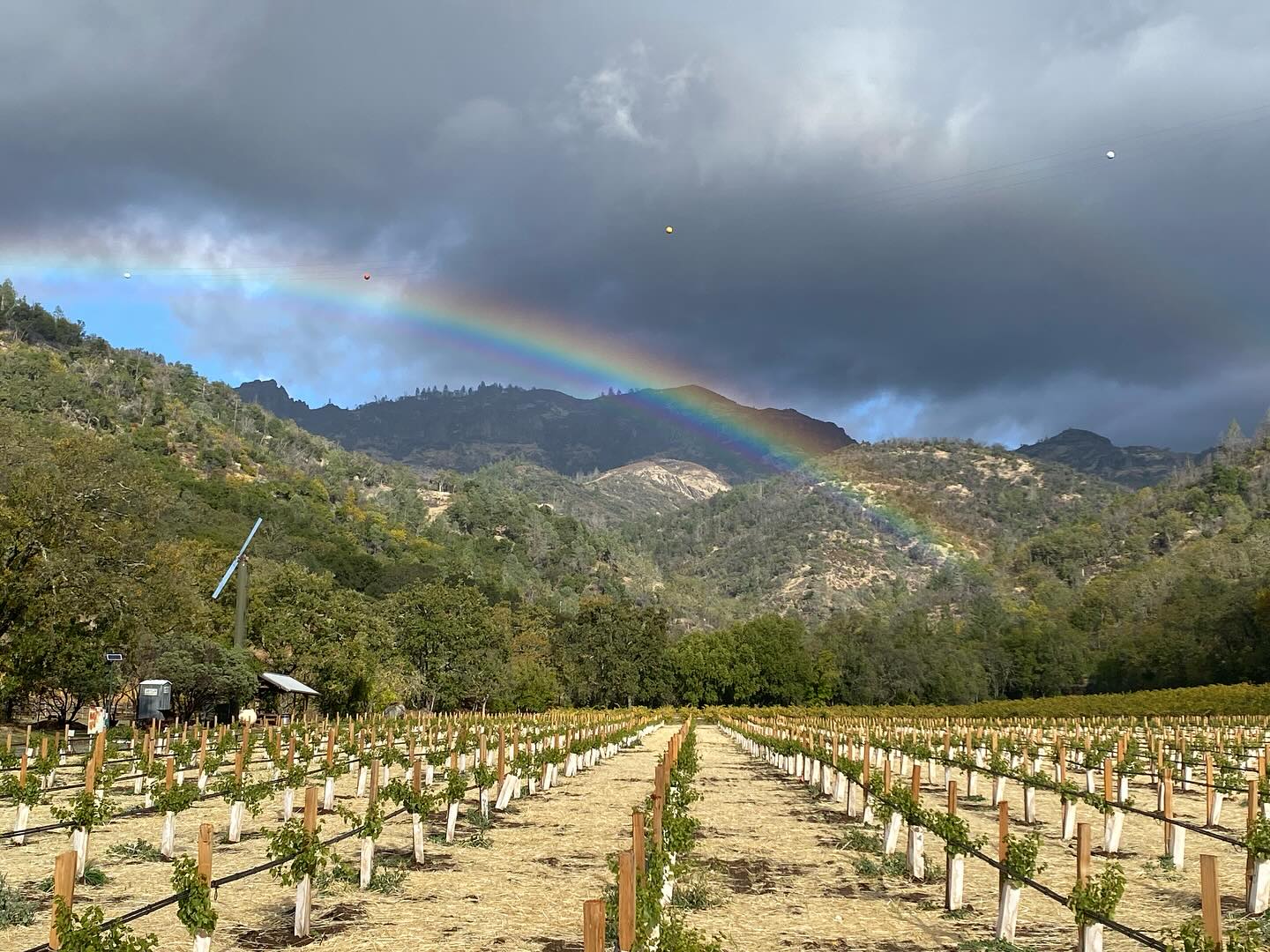 Palisades Vineyard
