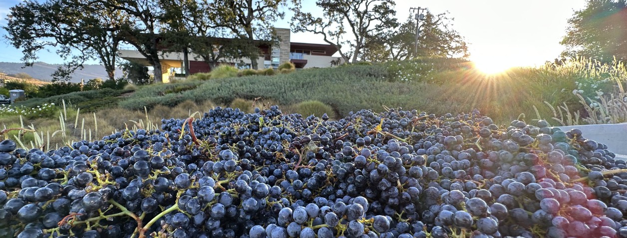 KiaTra Vineyard