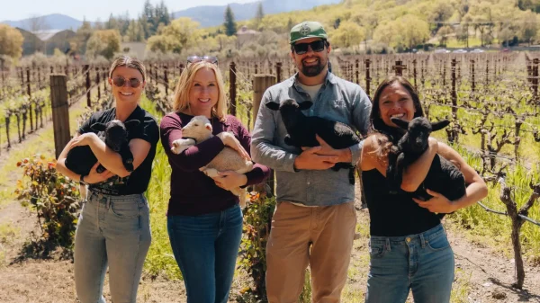 Napa Green Team with lambs